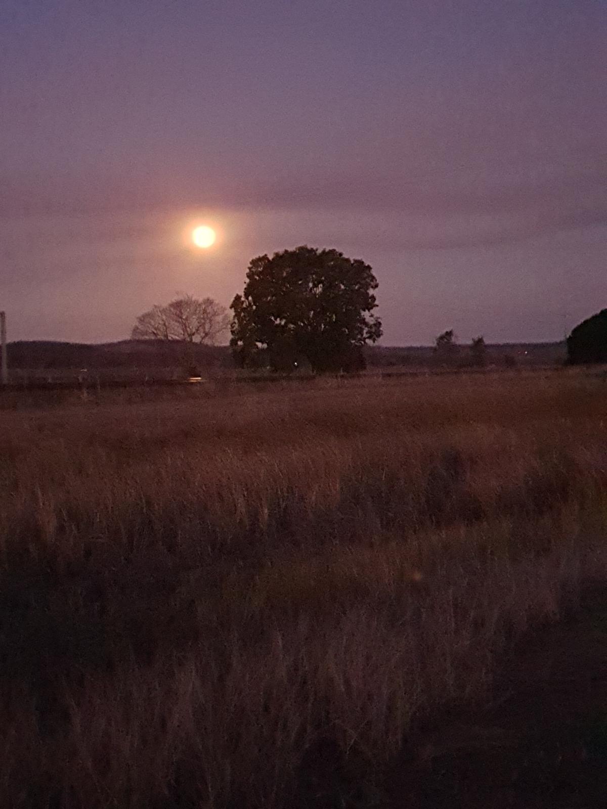 Peaceful Plains