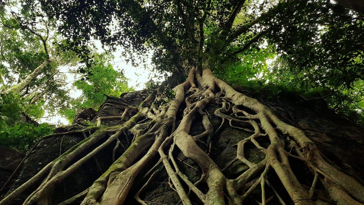 Ancient Roots