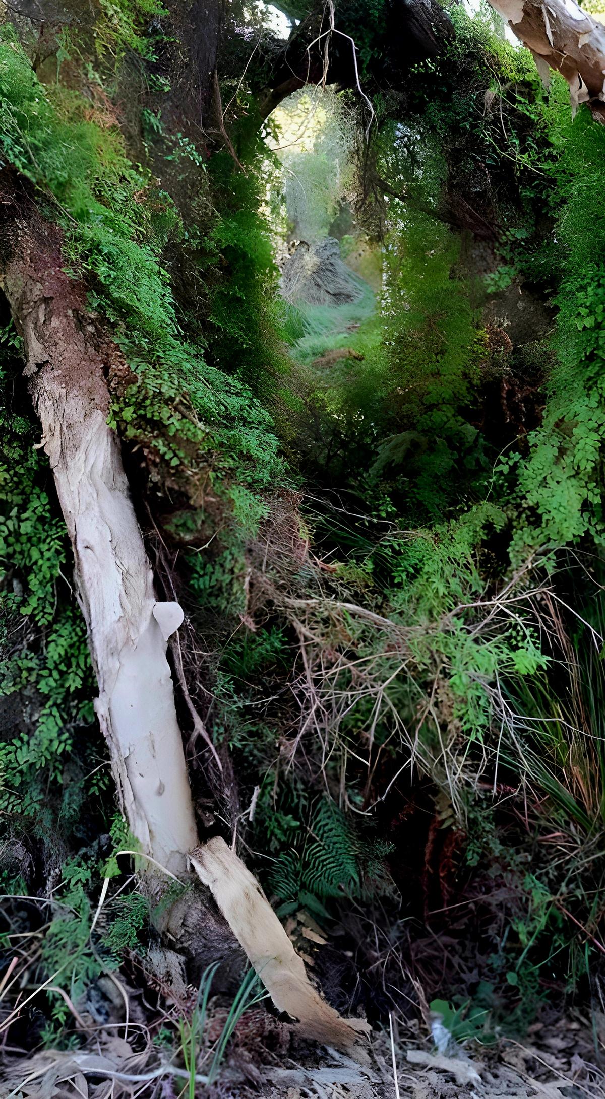 Forest Portal