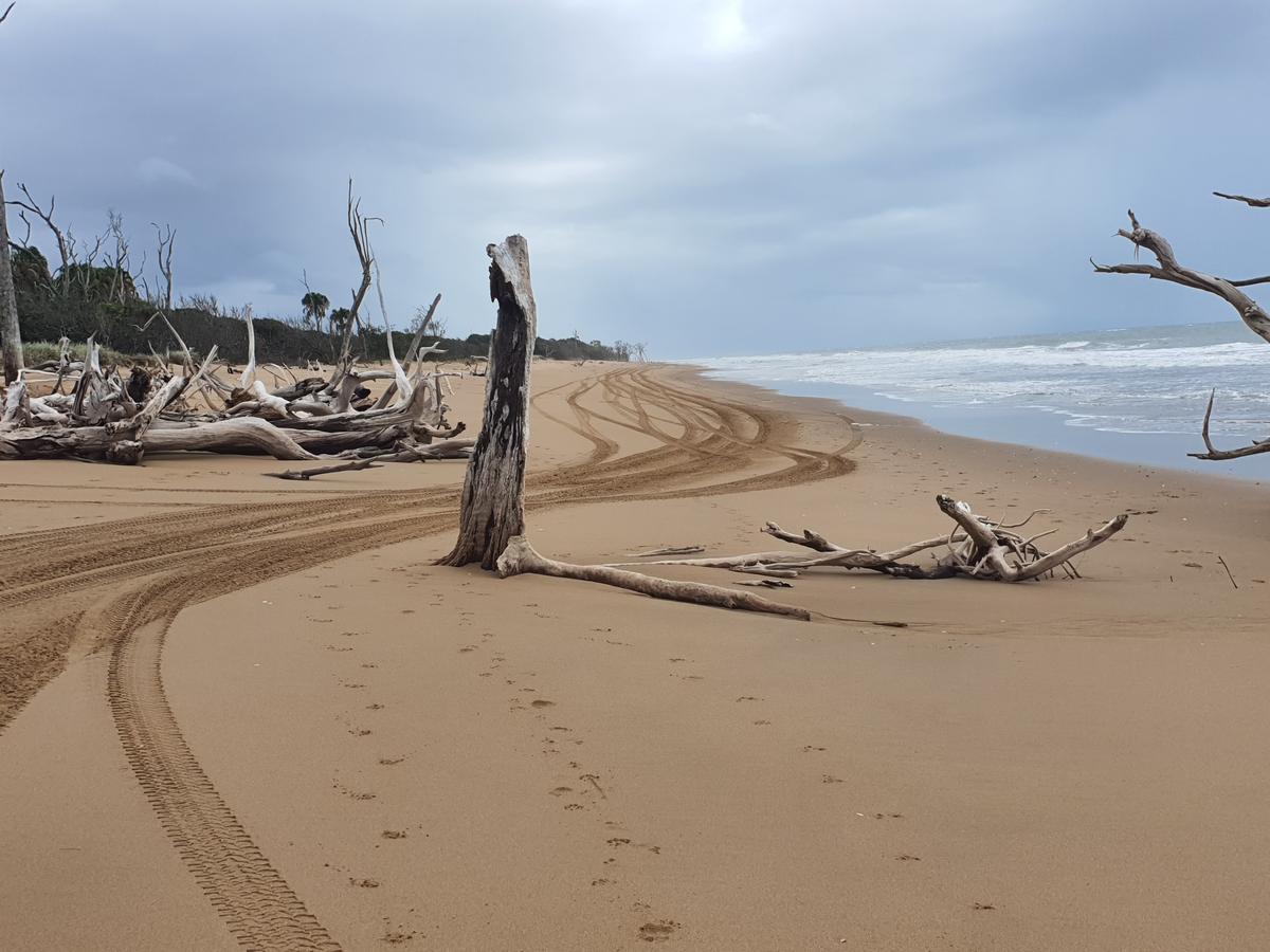 Driftwood Tracks