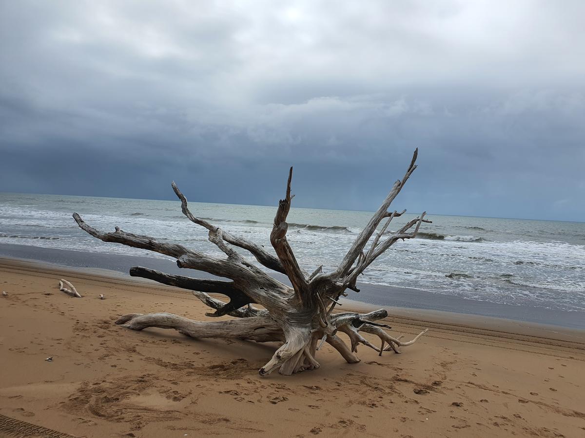 Driftwood Sentinel