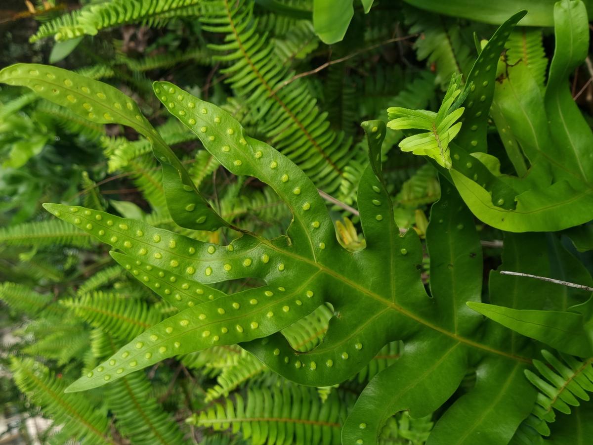 Fern Forest